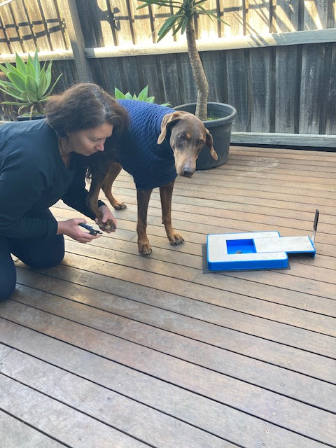 Is your dog scared of having its nails trimmed? The Digger Dog Nail File can help with front nails but what about the back nails?